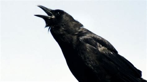 what are other things similar to a murder of crows